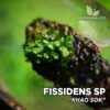 Fissidens sp. Muschio d'acquario "Khao Sok"