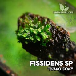 Fissidens sp. “Khao Sok” musgo de acuario