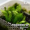 Fissidens sp. “Malaysia” musgo de acuario