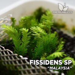 Fissidens sp. “Malaysia” musgo de acuario