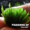 Fissidens sp. Muschio d'acquario "Polonia"
