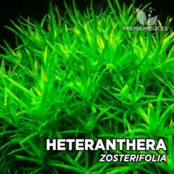 Pianta dell'acquario Heteranthera Zosterifolia