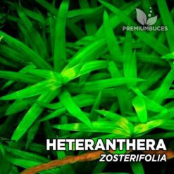 Heteranthera Zosterifolia planta de acuario