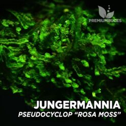 Jungermannia Pseudocyclop – Rosa Moss musgo de acuario
