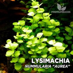 Lysimachia Nummularia “Aurea” planta de acuario
