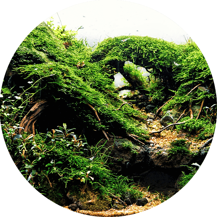 Planted Aquarium Maintenance - How to keep it in perfect condition