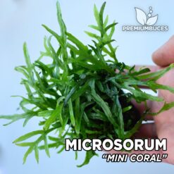 Microsorum sp. “Mini Coral” planta de acuario