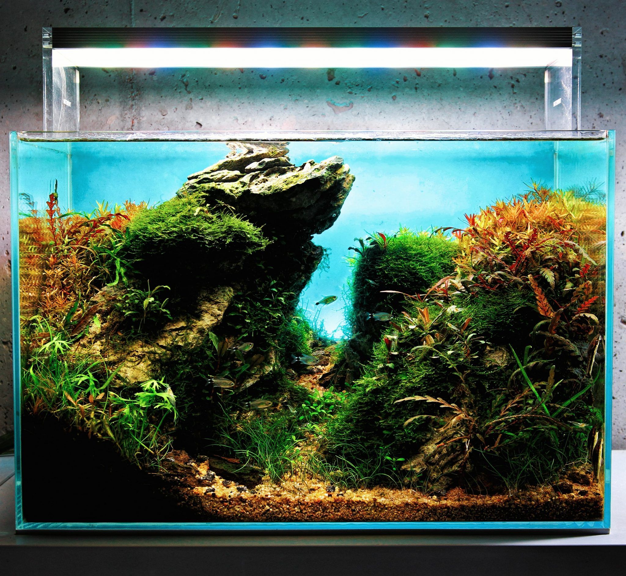 Nano Aquariums Comment assembler un aquarium miniature