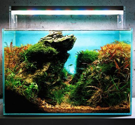 federatie Eerste statisch Nano-aquariums - Hoe een miniatuuraquarium te bouwen