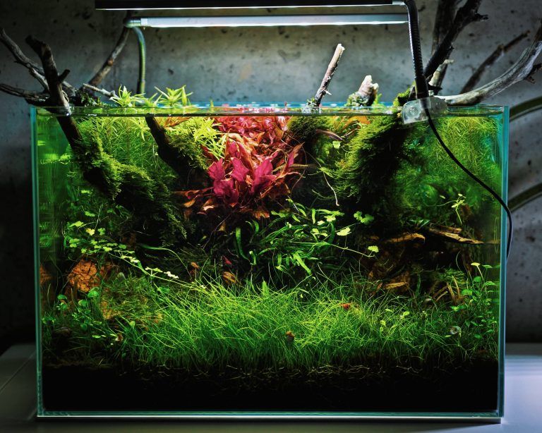 Nano Aquariums How to assemble a miniature aquarium