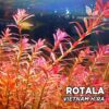 Rotala sp. Planta de aquário “Vietnam H'ra”