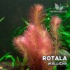 Plante d'aquarium Rotala Wallichii