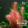 Pianta dell'acquario Rotala Wallichii