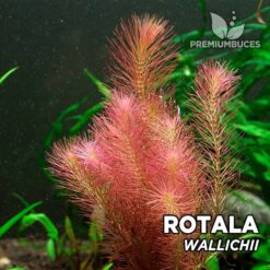 Pianta dell'acquario Rotala Wallichii