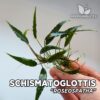Schismatoglottis Roseospatha planta de acuario