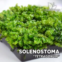 Solenostoma Tetragonum musgo de acuario