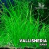 Planta de aquário Vallisneria Nana