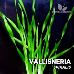 Vallisneria Spiralis planta de acuario