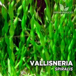 Vallisneria Spiralis planta de acuario