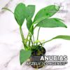 Plante d'aquarium Anubias Afzelii "Congensis"