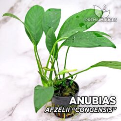 Anubias Afzelii "Congensis" Pianta dell'acquario