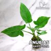 Plante d'aquarium Anubias Hastifolia