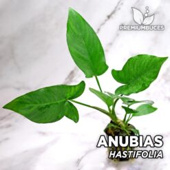 Pianta dell'acquario di Anubias Hastifolia