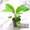 Anubias Heterophylla “Undulata” Planta de acuario