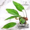 Anubias Lancelolata planta de acuario