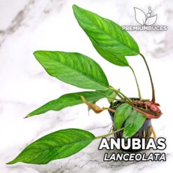 Anubias Lancelolata planta de acuario
