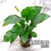 Anubias Nana planta de acuario