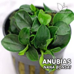 Anubias Nana Bonsai planta de acuario