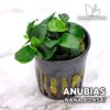 Planta de aquário Anubias Nana Bonsai