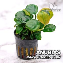 Anubias Nana Golden Coin Aquarium Pflanze