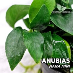 Anubias Nana Mini planta de acuario