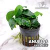 Anubias Nana Mini Aquarium Plant