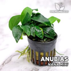 Planta Mini Aquário Anubias Nana