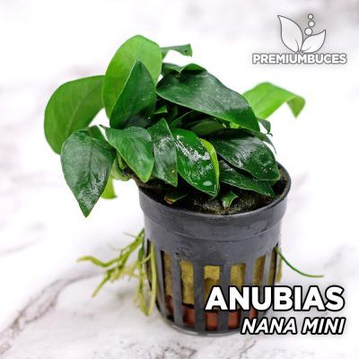 Lime et entretien Anubias - La plante d'aquarium la plus simple