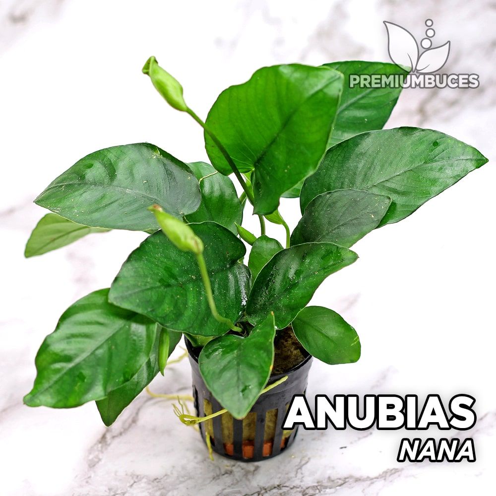 Anubias aquarium on sale plant