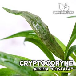 Cryptocoryne Albida “Costata” Planta de acuario