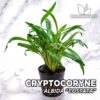 Cryptocoryne Albida "Costata" Plante d'aquarium