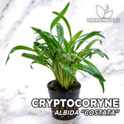 Cryptocoryne Albida "Costata" Pianta dell'acquario