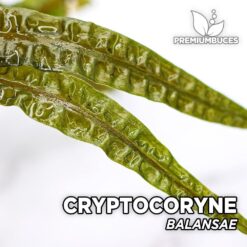 Cryptocoryne Balansae Planta de acuario