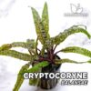 Planta de aquário Cryptocoryne Balansae