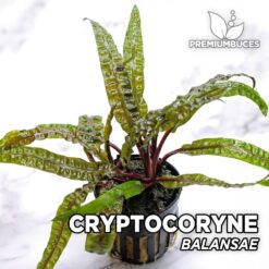 Cryptocoryne Balansae Planta de acuario