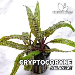 Cryptocoryne Balansae Aquarium Pflanze