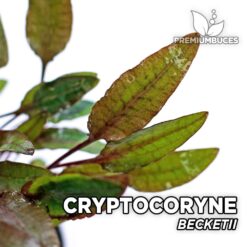 Cryptocoryne Beckettii Planta de acuario