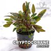 Plante d'aquarium Cryptocoryne Beckettii