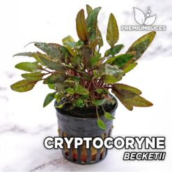 Cryptocoryne Beckettii Aquarium Plant