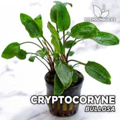 Cryptocoryne Bullosa Planta de acuario